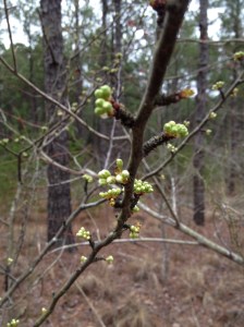 2 Corinthians 5:17 Therefore, if anyone is in Christ, the new creation has come: The old has gone, the new is here! NIV