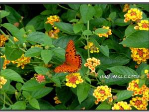 HOW BEAUTIFUL THE WORLD AROUND US