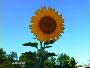 Have a healthy snack of sunflower seeds, vitamin E, magnesium, and selenium  