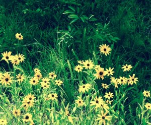 road side daisies