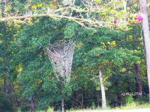 SPIDER WEB