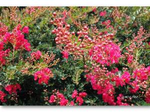 Dwarf Crepe Myrtle