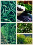 Some of this years harvest