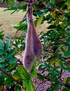 Seed Pods