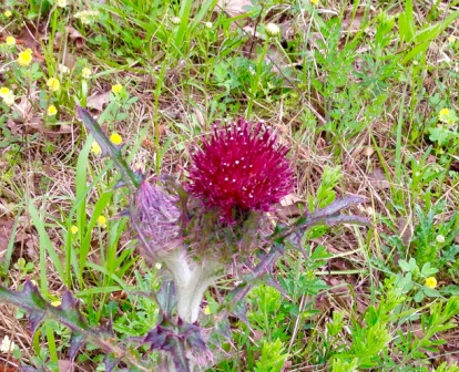 MILKTHISTLE