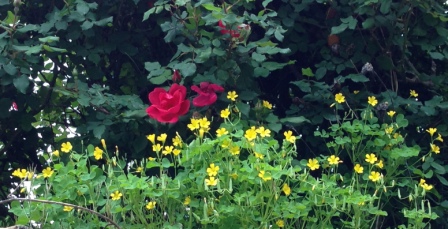 yellow weed and rose