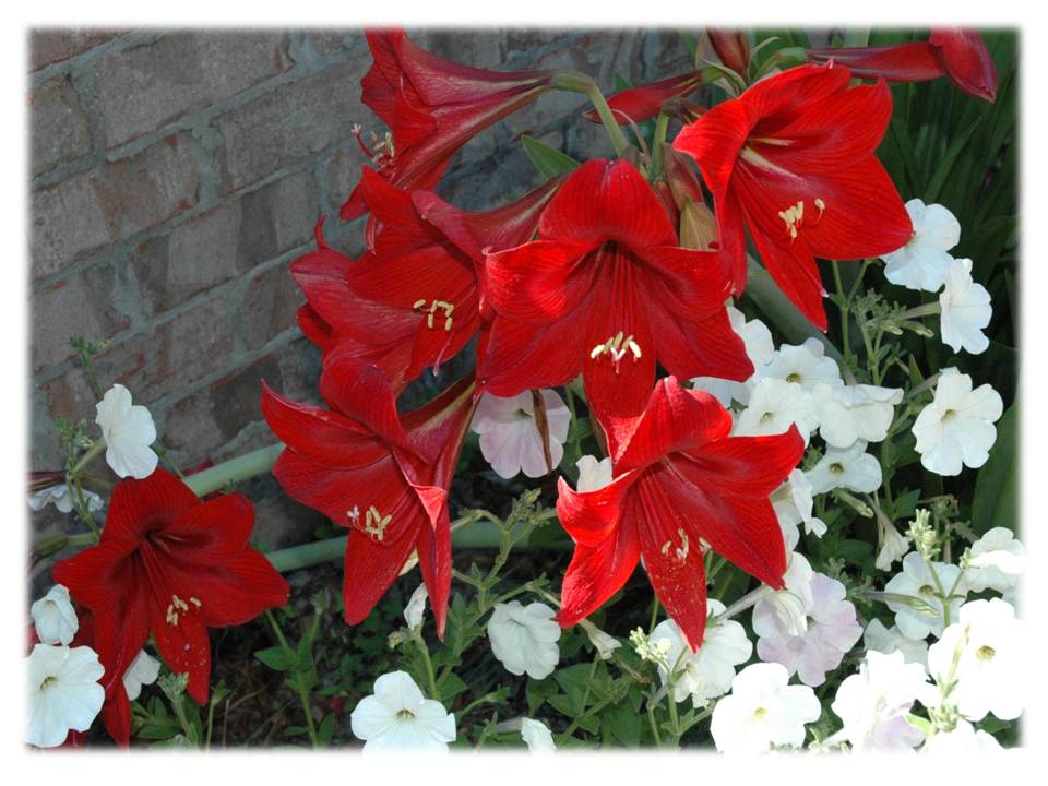amaryllis and petunias 2