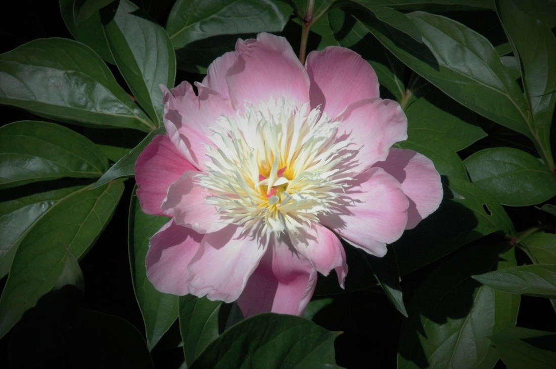 dsc_0020-peony-3