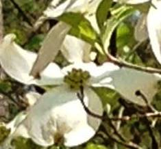 Dogwood2