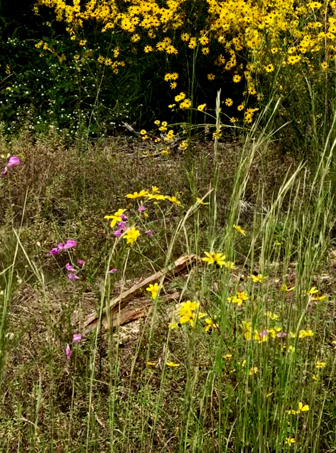 66843D96-6B7D-4AC0-AE8A-FDF9F3FCD2C0